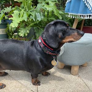 Truelove Premium tugas berat lembut reflektif anyaman nilon disesuaikan gesper empuk latihan taktis kucing mewah kerah anjing peliharaan - Product Image 6