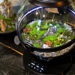 Pot de plante en acrylique Offres Spéciales, <span class=keywords><strong>boule</strong></span> décorative, <span class=keywords><strong>aquarium</strong></span> de paysage, <span class=keywords><strong>design</strong></span> artistique, équipement d'<span class=keywords><strong>aquarium</strong></span> - Product Image 4