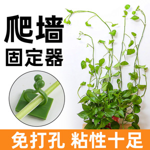 Plant Fixing Device For Pothos Climbing Vines Wall Mounted Self <b>Adhesive</b> Non Marking Indoor Plants Plastic <b>Hooks</b> - Product Image 5