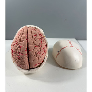 Modello di Cranio Bianco Numerato con Cervello in 8 Parti - Strumento Educativo per l'Anatomia - Product Image 2