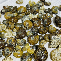 Petite ammonite fossile de haute qualité, provenant de Madagascar, couleur foncée, pour décoration intérieure ou pendentif de bijoux