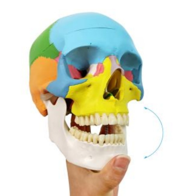 DARHMMY Natural Large Coloured Head Model With 3 Parts for Medical Science