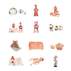 <span class=keywords><strong>Esqueleto</strong></span> educativo médico de todo el cuerpo 170cm <span class=keywords><strong>esqueleto</strong></span> <span class=keywords><strong>humano</strong></span> 3D de tamaño completo - Product Image 4