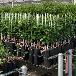 Estacas de fibra de vidro para plantas, estacas de tomate para árvores de jardim, suporte de estacas para cercas