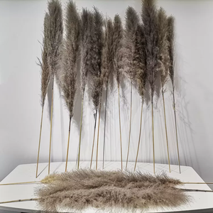 2024 Top vendeur de haute qualité fleur séchée décorative naturelle vraie herbe de pampa grandes pampas beiges pour la décoration de <span class=keywords><strong>mariage</strong></span> - Product Image 2