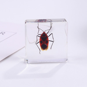 Bất côn trùng mẫu vật lỗi bộ sưu tập paperweights động vật mẫu cho trẻ em Bug bảo quản trong nhựa cho khoa học giáo dục - Product Image 5