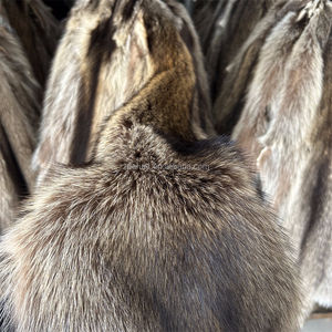 Piel de Mapache Americano Natural al por Mayor - Product Image 4