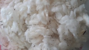 Tiras Planas de Algodón Lickerin A y B, Fabricadas en Vietnam para Hilanderías, con Buen Precio (Ms. Xavia +84 333371330) - Product Image 2