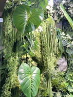 KEWEI-J974 Tanaman Daun Buatan Monstera Besar Philodendron dengan Sentuhan Lateks Asli