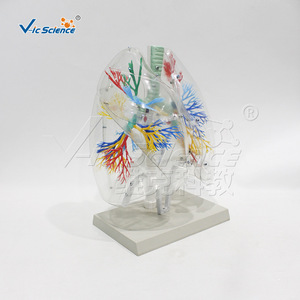 Modèle transparent de segment pulmonaire ; outil pédagogique pour l'anatomie pulmonaire humaine ; équipement d'entraînement respiratoire ; pour les écoles de médecine. - Product Image 4