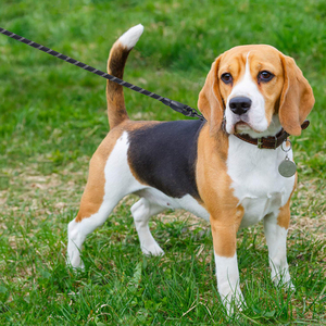 Correa Redonda de Nailon Trenzado Resistente para Perros, con Reflectivo, para Escalar Montañas, con Mango Suave, para Deportes al Aire Libre, con Dispensador de Bolsas para Excrementos - Product Image 6