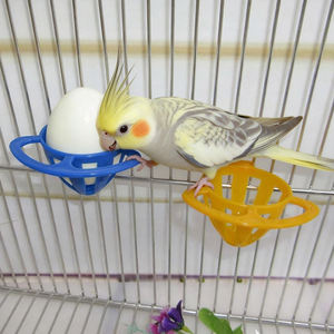 Cesta para alimentar pájaros y loros, soporte colgante para huevos, frutas y verduras, para canarios, palomas, utensilios de alimentación para pájaros, 500 Uds. - Product Image 6