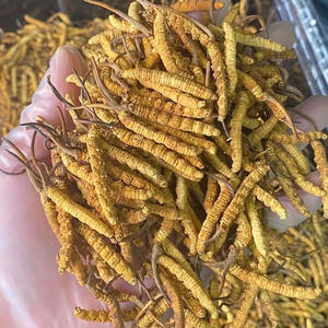 Großhandel Bulk Chinese Herbs 100% reiner chinesischer Cordy ceps getrockneter Caterpillar Pilz - Product Image 6