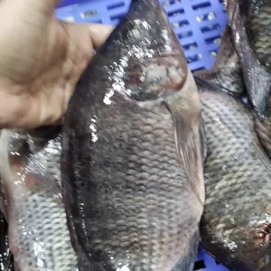 Ikan tilapia ikan hidup Grosir Ikan tilapia hitam bulat frozen