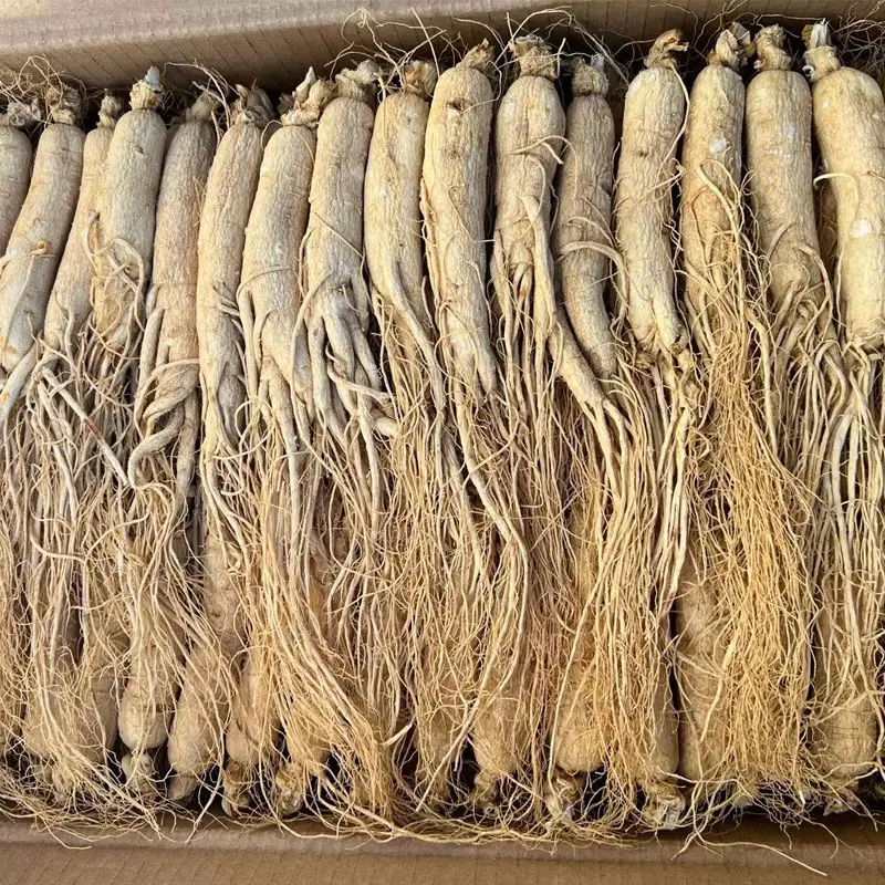 high quality original Qingchun Wholesale Natural Cultivated Organic Herb Whole Ginseng Extract Panax Ginseng Root