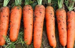 Fertilizante Orgánico Granular Negro NPK Más Vendido, Promueve el Rendimiento de Cultivos y la Aumento de la Rentabilidad, Apto para Campos de Zanahorias - Product Image 5