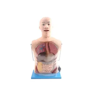 نموذج علمي طبي متقدم من DARHMMY نموذج لخرطوم التمريض البوليني والممتص للبطن والأنبوب الهوائي