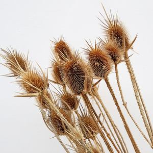 Yunnan Usine Pas Cher Fleur Séchée Fleurs Artificielles <span class=keywords><strong>Chardon</strong></span> pour Mariage - Product Image 1