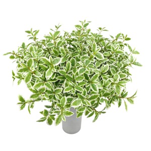 Nhỏ variegated pittosporum phun Lụa Nhân Tạo bonsai cây cọ cây xương rồng mọng nước treo Faux lá everbloom bán buôn - Product Image 1