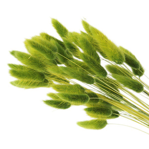 Venta de Fábrica: Cola de Perro Decorativa, Cola de Zorro, Hierba Seca de Pampa, Cola de Conejo Natural, Ramo de Flores <span class=keywords><strong>WAFA</strong></span> - Product Image 4