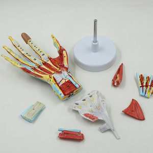 แบบจำลอง<span class=keywords><strong>กล้าม</strong></span><span class=keywords><strong>เนื้อ</strong></span><span class=keywords><strong>มือ</strong></span>ที่ถอดออกได้พร้อมหลอดเลือดหลักและเส้นประสาท อุปกรณ์ช่วยสอน<span class=keywords><strong>กล้าม</strong></span><span class=keywords><strong>เนื้อ</strong></span>กระดูก<span class=keywords><strong>มือ</strong></span> 7 ส่วน แบบจำลองกายวิภาคศาสตร์<span class=keywords><strong>มือ</strong></span>มนุษย์ - Product Image 4