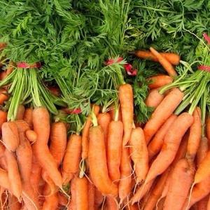 Polvo de oleorresina de naranja de raíz, polvo de zanahoria, extracto de zanahoria - Product Image 4