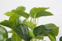Vente directe d'usine plantes de Table bonsaï artificielles petites plantes en pot arbre artificiel maison Table bureau décoration