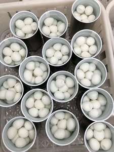 Trung Quốc chất lượng hàng đầu đóng hộp trứng cút tươi Trứng chim cút Bán buôn giá rẻ để bán - Product Image 5