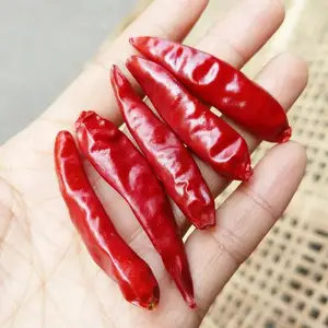 Kualitas Terbaik Merah Pedas Bulat Kecil Peluru Cabai Hot Peppers Ekspor Ke AS/Meksiko/Malaysia