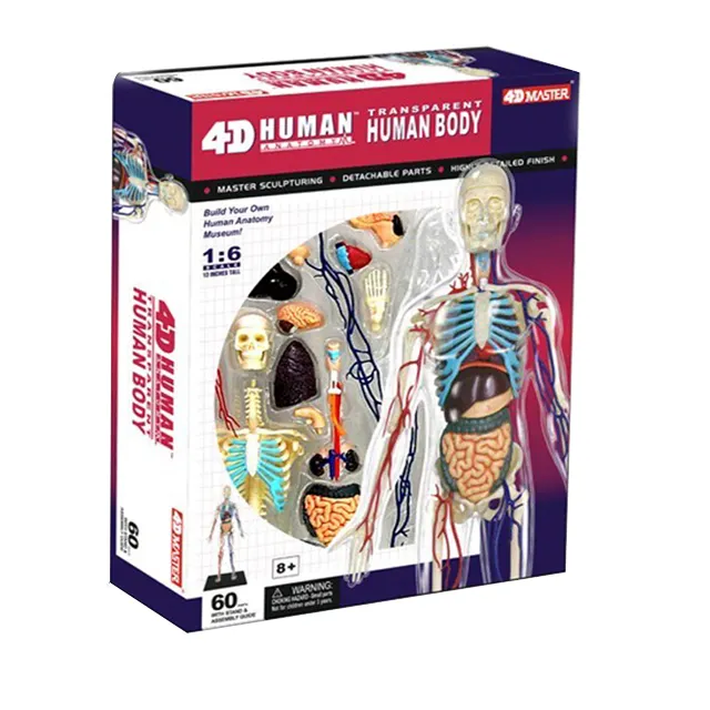 인간의 해골 anatmoy 모델 장난감 4D 마스터 인간의 해부학 모델 홈 스쿨 교육