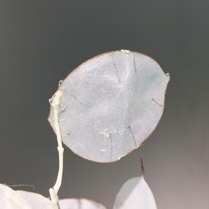Feuilles de plante artificielle <span class=keywords><strong>Lunaria</strong></span> annuelle A-1066 (Argentier) pour bouquet de mariage, baby shower, arrangement floral - Product Image 6