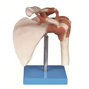 Modelli di scienza medica dello scheletro umano dell'articolazione della spalla modello anatomico GD/A11209/1