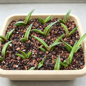 Suculentas Decorativas Coleccionables Aptas para Principiantes, Plántulas de Agave Titanota, Modernas Plantas de Interior para Diseño de Paisajes Pequeños - Product Image 1