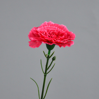 Fleur artificielle en gros, clou de girofle rose à tête unique, Dianthus Caryophyllus moyen de 3 pouces, pour la décoration de la Fête des Mères