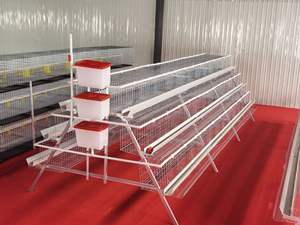 <span class=keywords><strong>Cage</strong></span> à poules pondeuses en acier de type A pour élevage en batterie - Product Image 2