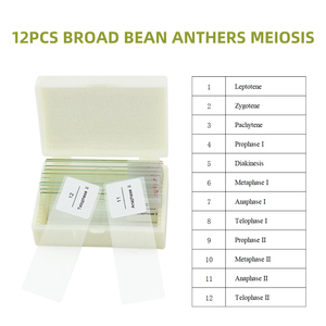 Broad Bean Anther Meiosis Slide FRT1002 Mikroskop vorbereitetes Objektträger set 12 Stück Botanik <span class=keywords><strong>Matuer</strong></span> Anther Meiose - Product Image 3