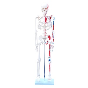 85cm Corps <span class=keywords><strong>Humain</strong></span> Peint Muscles <span class=keywords><strong>Squelette</strong></span> Modèle Pleine Grandeur Amovible Médical Corps Entier <span class=keywords><strong>Squelette</strong></span> avec Modèle d'Anatomie <span class=keywords><strong>Musculaire</strong></span> - Product Image 2