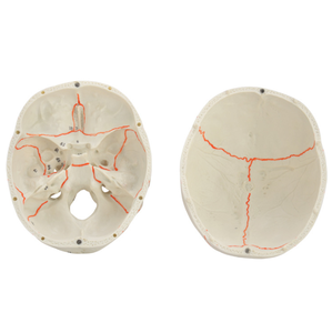 Chất lượng tốt sọ mô hình hỗ trợ giảng dạy kích thước tự nhiên Giải Phẫu Cơ thể con người sọ mô hình y tế khoa học con người sọ Mô hình giải phẫu - Product Image 5