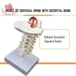 Wervelkolom Model Levensgroot 7 Halswervels Occipitale Botmodel Prothese Medische Halswervel Menselijk Anatomisch Model - Product Image 2