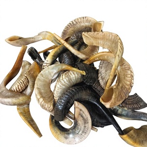 Shofar artisanal en corne de bélier, instrument religieux et cérémoniel juif en corne naturelle pour la prière et la tradition des fêtes de Rosh Hashanah et de Yom Kippur - Product Image 1