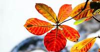 Feuilles d'amande indiennes séchées pour aquarium de poissons Betta Clear Purity