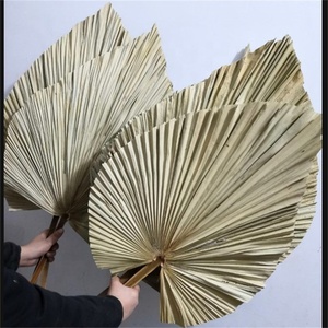Hojas de palma secas naturales para decoración del hogar, hojas de abanico de especies secas tropicales para decoración de bodas, gran oferta, O-020, 2023 - Product Image 6