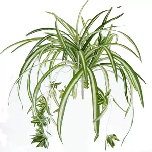 Plante artificielle Xinwanli, plante araignée à 5 branches, verdure suspendue, fleur en soie, décoration de mariage et de maison, 10 cm, blanc et vert - Product Image 4