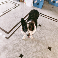 Jouet pour chien résistant aux morsures, ETPU Popcorn, jouet à mâcher solide et élastique pour chien, jouet interactif pour animaux de compagnie, pour chiens de petite et grande taille
