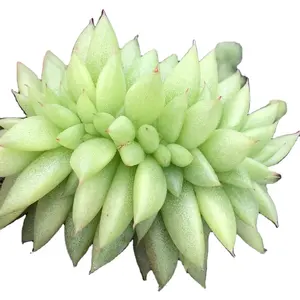 Großhandel mit Sukkulenten Zimmer Zierpflanzen Echeveria