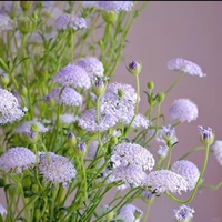 Trachymene violet clair fraîchement coupé à longue tige, origine Yunnan, pour arrangements floraux de mariage, Saint-Valentin, anniversaire, décoration intérieure