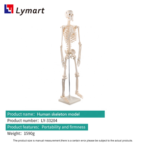 Educación de anatomía ósea 85cm modelo de <span class=keywords><strong>esqueleto</strong></span> humano anatómico de plástico - Product Image 3