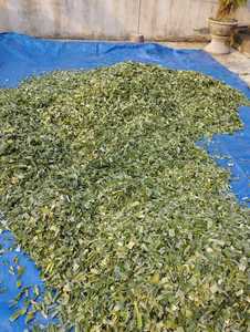 Feuilles de Pandanus séchées vertes, feuilles de pin tropical pour épices - Product Image 2