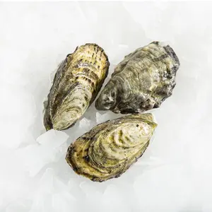 Half Ruwe Lege Oesterschelpen Voor Export Ongepolijste Schaal Van Oesters Bulkhoeveelheid Geleverd Uit Vietnam