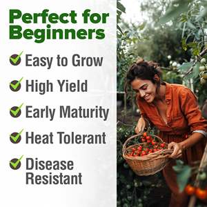 Kit de Graines de Tomate Cerise Rouge Sans OGM, Légume Ancien pour Autonomie et Auto-Suffisance, Potager Suspendu - Product Image 2